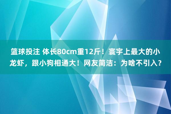 篮球投注 体长80cm重12斤！寰宇上最大的小龙虾，跟小狗相通大！网友简洁：为啥不引入？